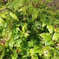 Anemonopsis macrophylla 